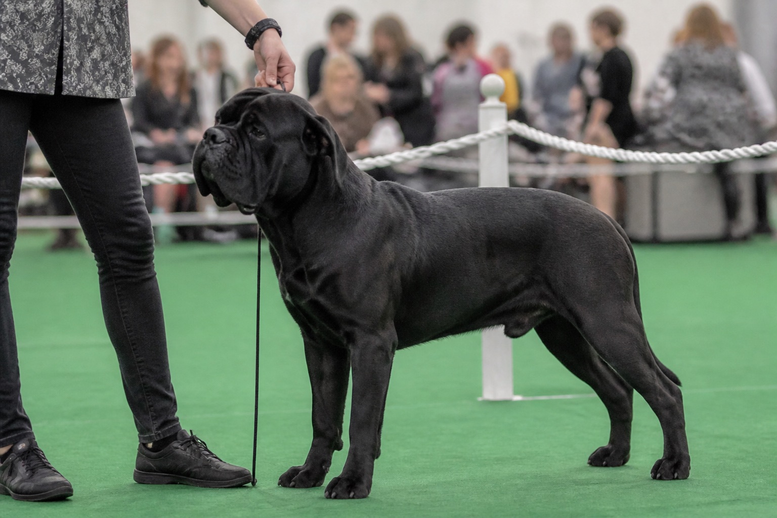Zwarte Cane Corso staand gepresenteerd in de keuringsring van een hondententoonstelling, publiek op de achtergrond vervaagd